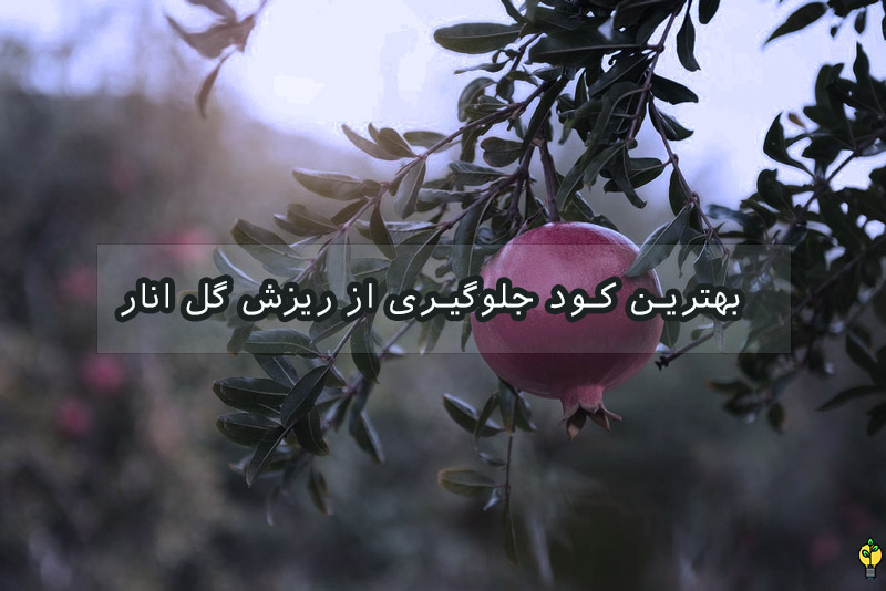 کود جلوگیری از ریزش گل انار