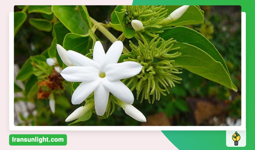 آیا گل یاس در آب ریشه میزند؟