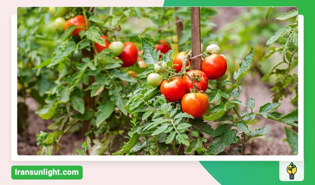 بهترین کود برای رشد گوجه فرنگی