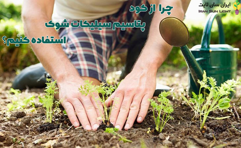 کود پتاسیم سیلیکات شوک