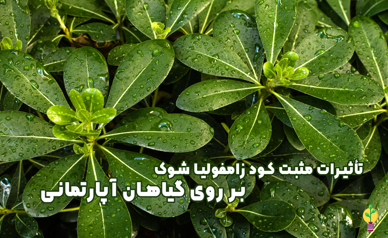 کود زاموفیلیا شوک 1 لیتری
