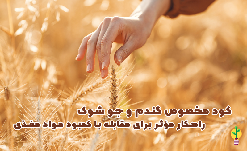 کود مخصوص گندم و جو شوک