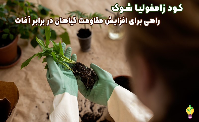 کود زاموفیلیا شوک 1 لیتری