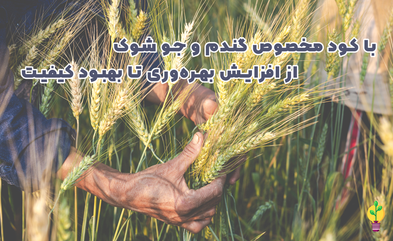 کود مخصوص گندم و جو شوک