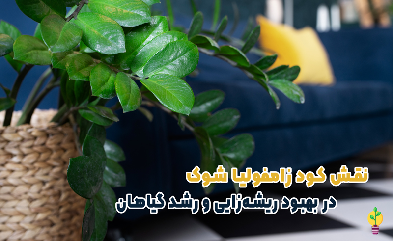 کود زاموفیلیا شوک 1 لیتری