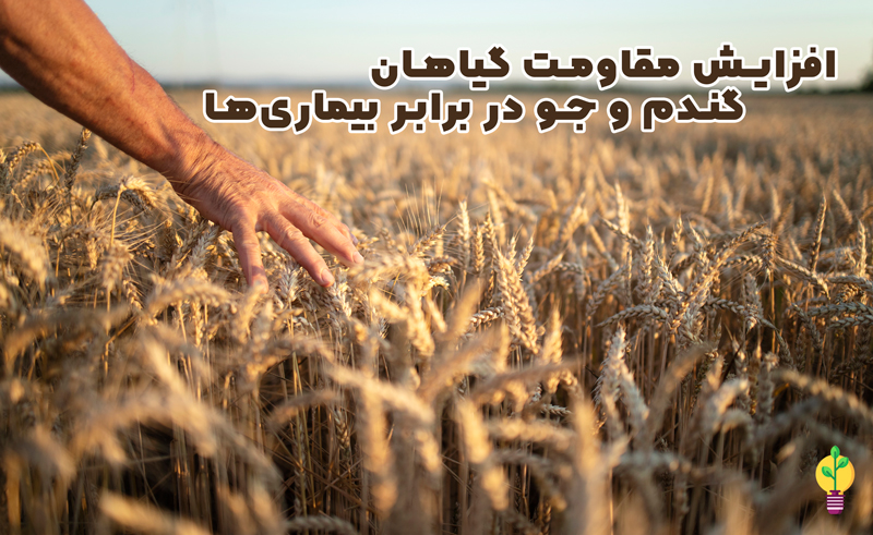 کود مخصوص گندم و جو شوک