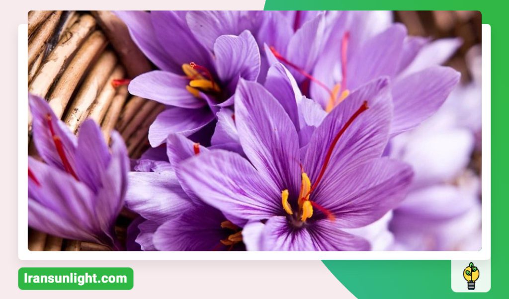 کود شوک برای زعفرون