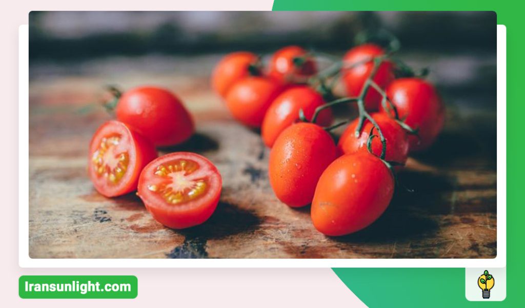 کود شوک برای گوجه فرنگی
