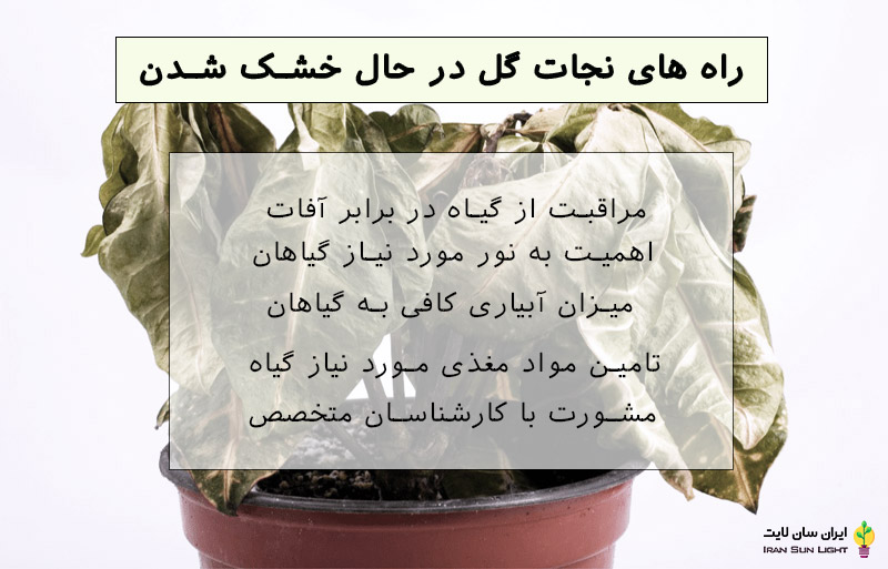 نجات گل در حال خشک شدن 2 نجات گل در حال خشک شدن