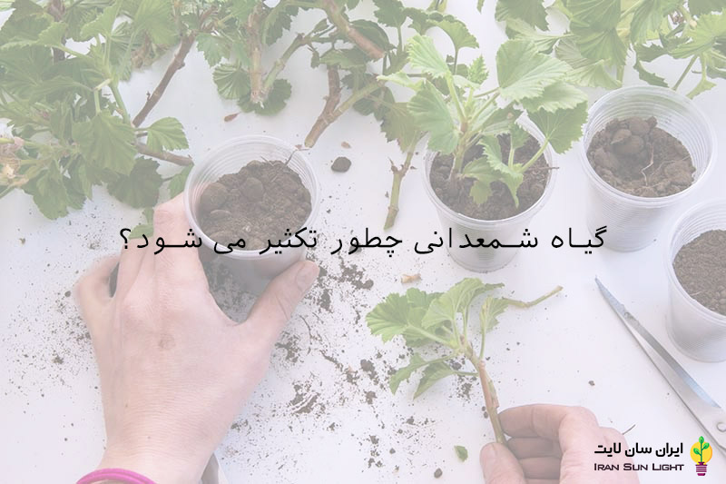 قلمه زدن شمعدانی