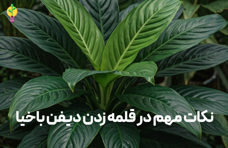 نکات مهم در قلمه زدن دیفن باخیا 