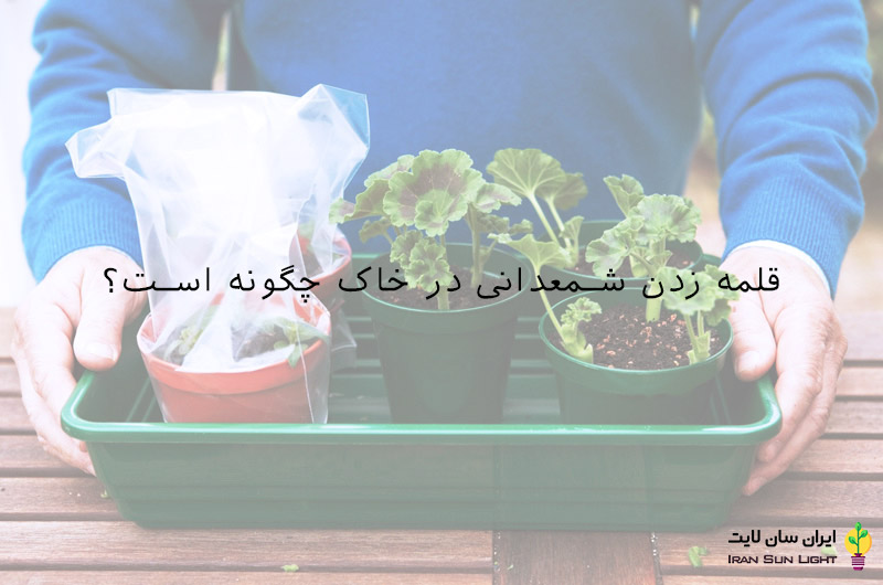قلمه زدن شمعدانی