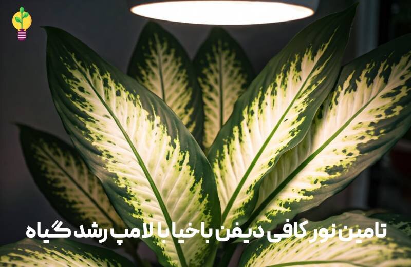 رشد دیفن باخیا با لامپ رشد گیاه 