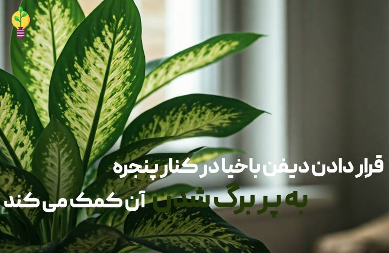 قرار دادن دیفن باخیا کنار پنجره 