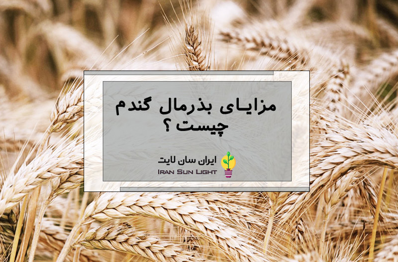 بذرمال گندم 2 بذر مال گندم