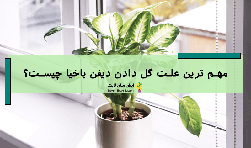 علت گل دادن دیفن باخیا 
