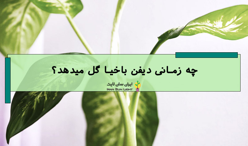 علت گل دادن دیفن باخیا