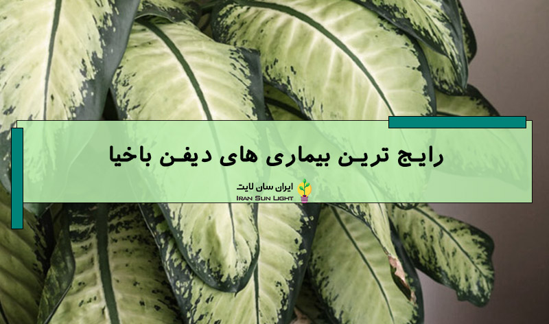 علت گل دادن دیفن باخیا 