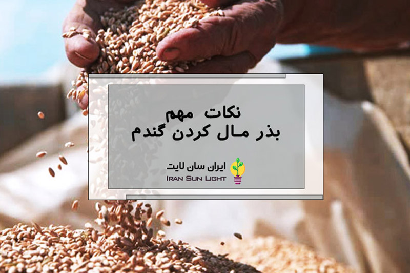 بذرمال گندم 7 بذرمال گندم