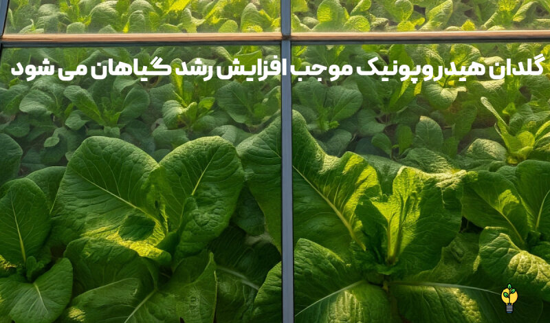 رشد سریع گیاه در گلدان هیدروپونیک