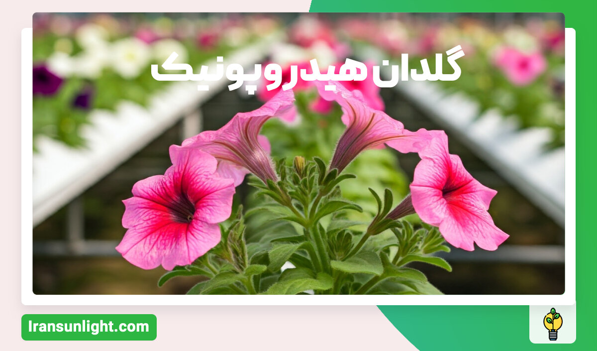 خرید گلدان هیدروپونیک
