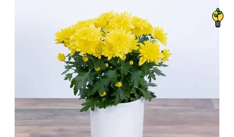 عکس انواع گل آپارتمانی با اسم