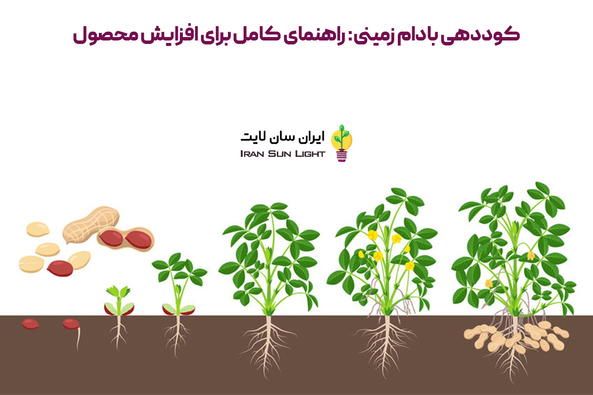 کود برای بادام زمینی