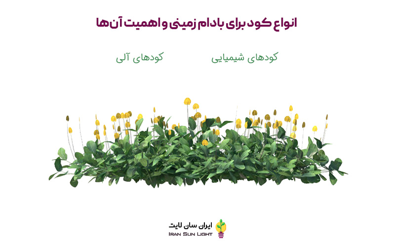 کود برای بادام زمینی