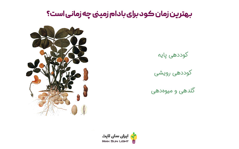 کود برای بادام زمینی
