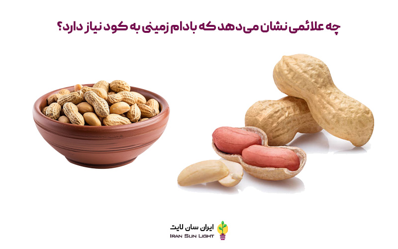 کود برای بادام زمینی