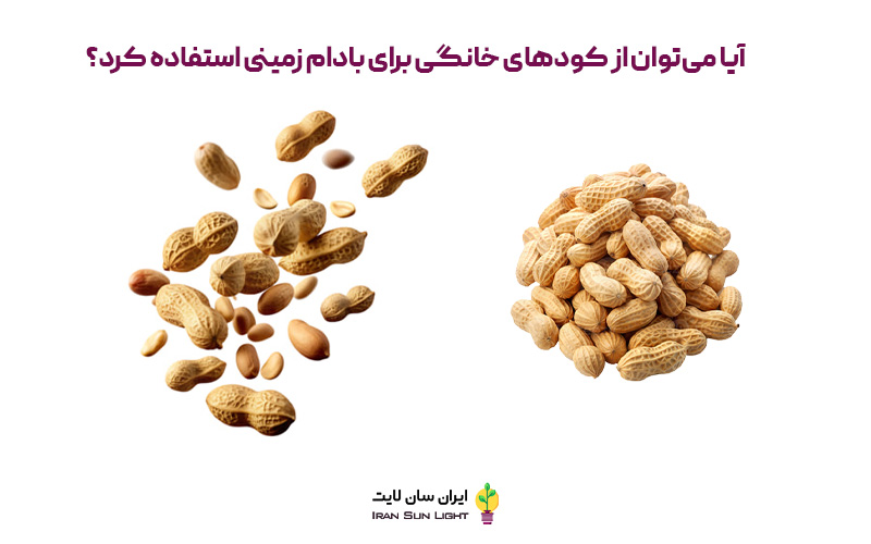 کود برای بادام زمینی