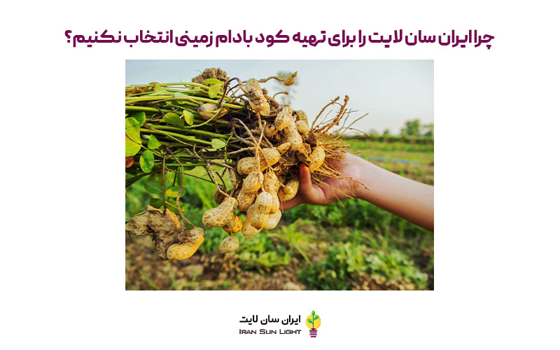 کود برای بادام زمینی