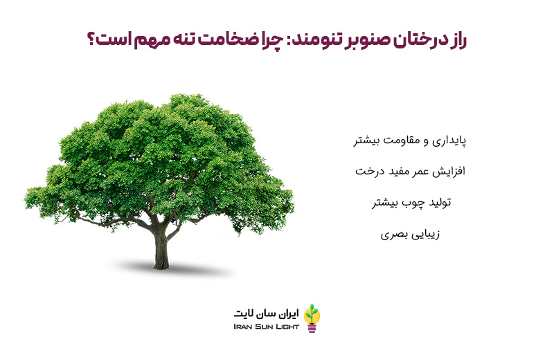 کود برای کلفت شدن تنه درخت صنوبر