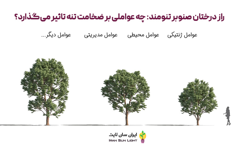 کود برای کلفت شدن تنه درخت صنوبر