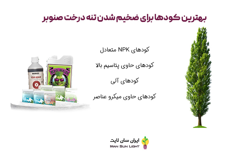 کود برای کلفت شدن تنه درخت صنوبر