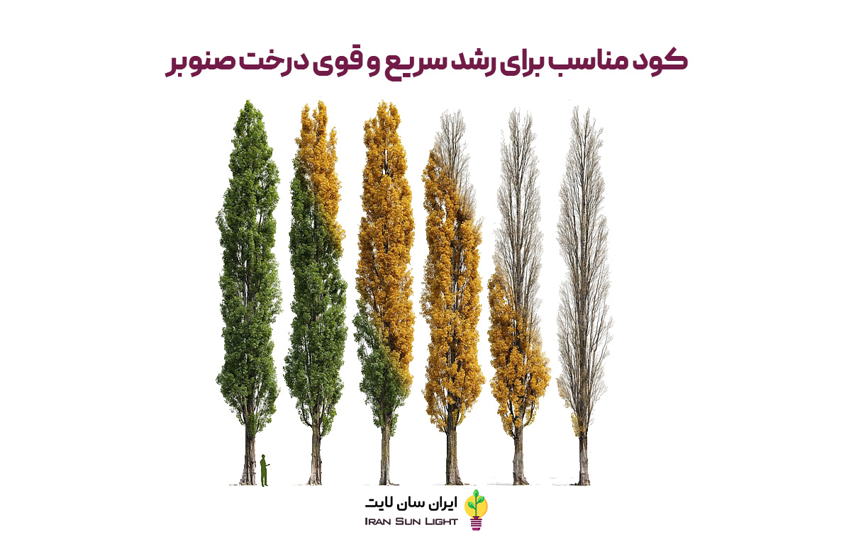 کود برای کلفت شدن تنه درخت صنوبر