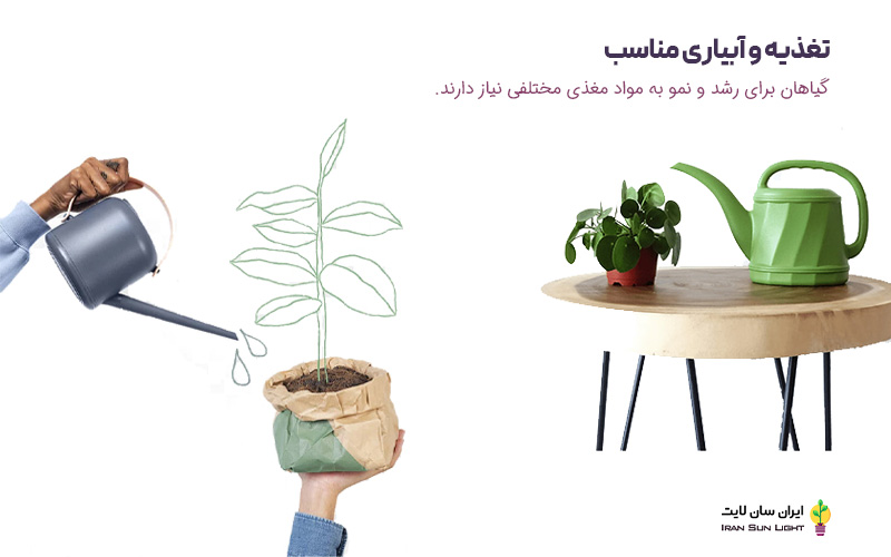برای سبز شدن برگ گیاهان چه کنیم
