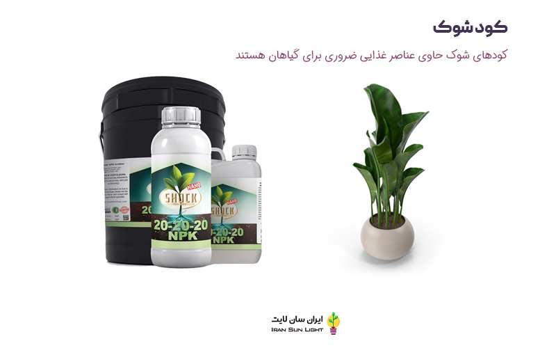 برای سبز شدن برگ گیاهان چه کنیم