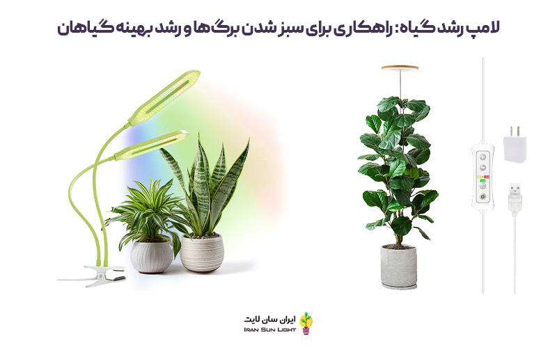 برای سبز شدن برگ گیاهان چه کنیم