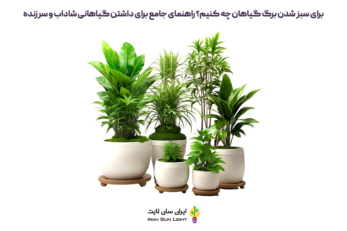 برای سبز شدن برگ گیاهان چه کنیم