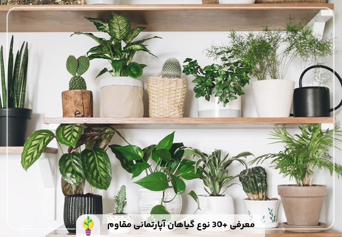 گیاهان آپارتمانی مقاوم