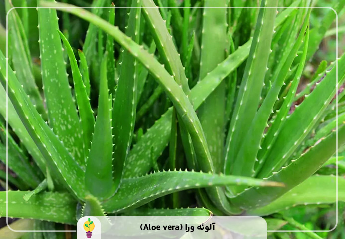 گیاهان آپارتمانی مقاوم