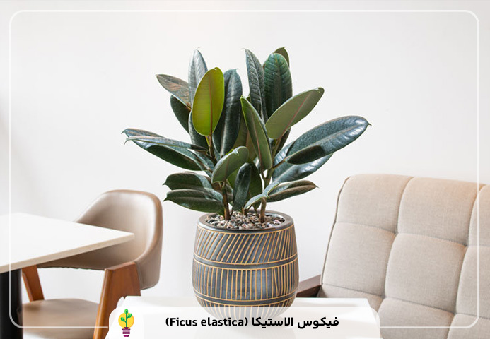 گیاهان آپارتمانی مقاوم