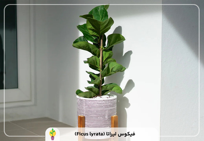گیاهان آپارتمانی مقاوم