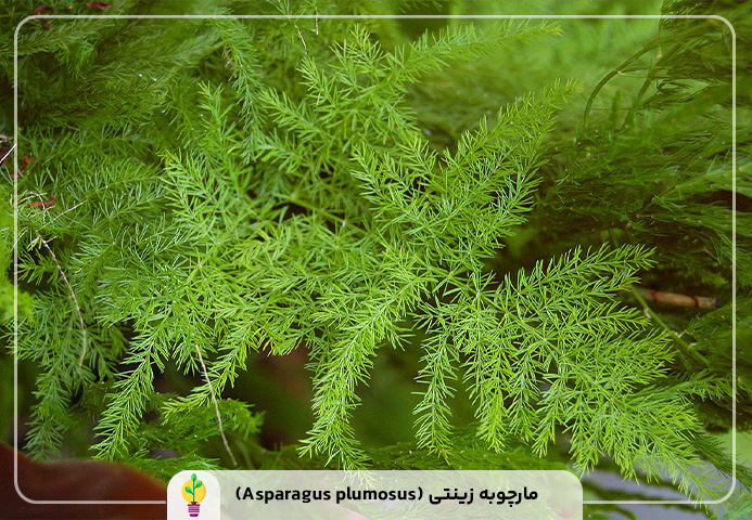 گیاهان آپارتمانی مقاوم