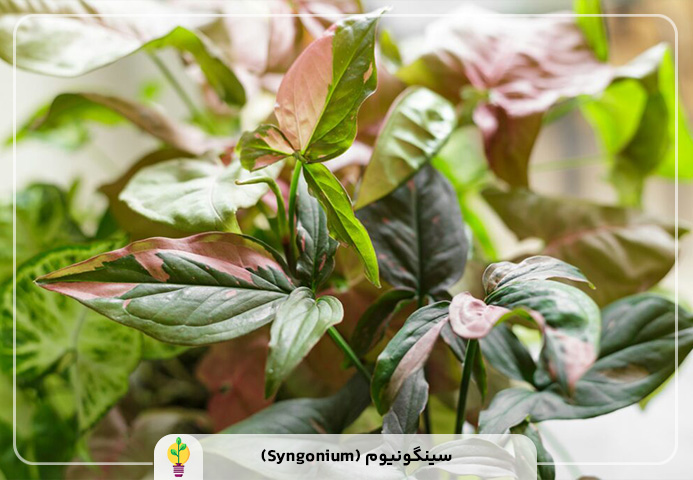 گیاهان آپارتمانی مقاوم