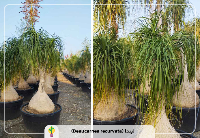 گیاهان آپارتمانی مقاوم