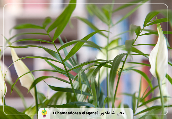 گیاهان آپارتمانی مقاوم