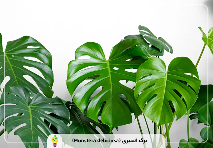 گیاهان آپارتمانی مقاوم