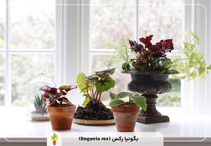 گیاهان آپارتمانی مقاوم